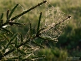 025_Biebrza - maj 2013